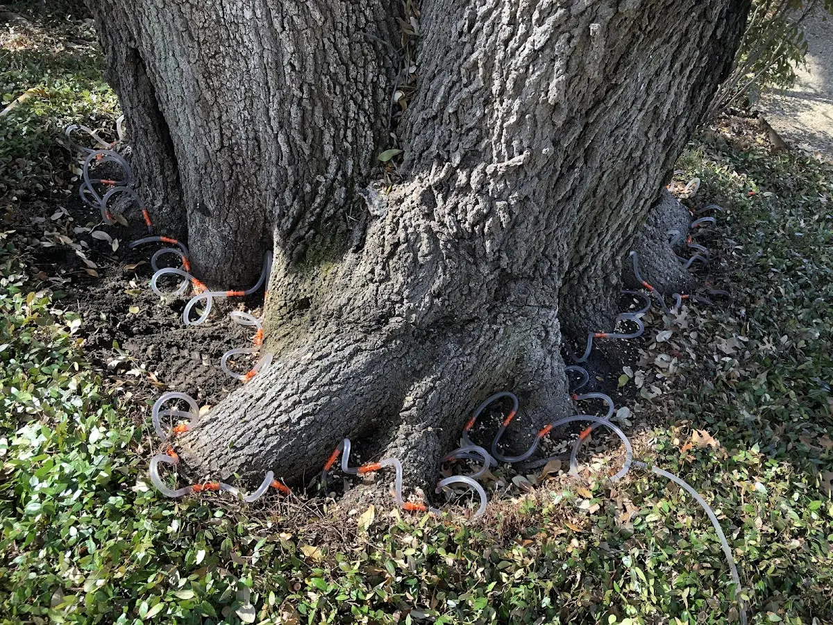 Detailed Tree Cabling and Bracing job site in Wood