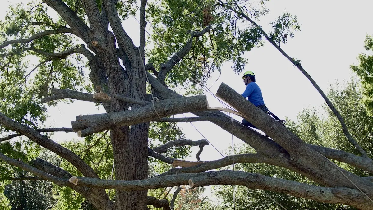Professional Crown Thinning performed by certified arborists in Wood