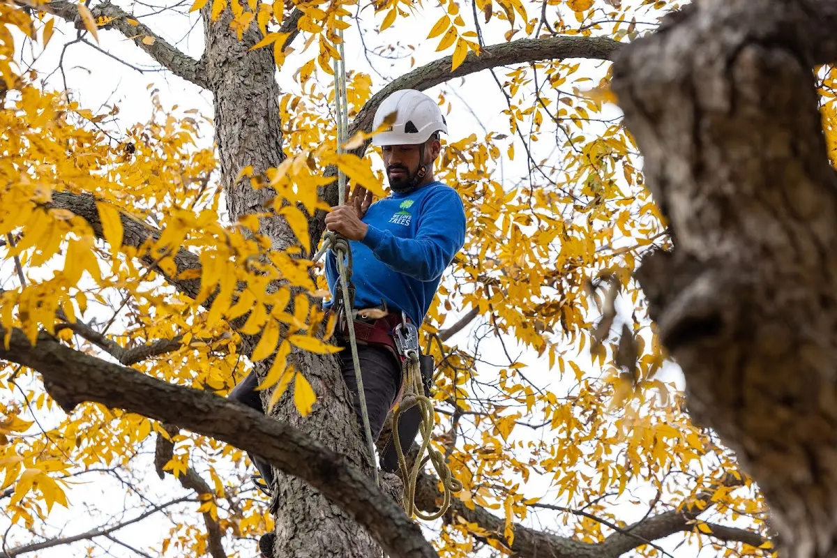 Skilled Tree Trimming crew working in Wood