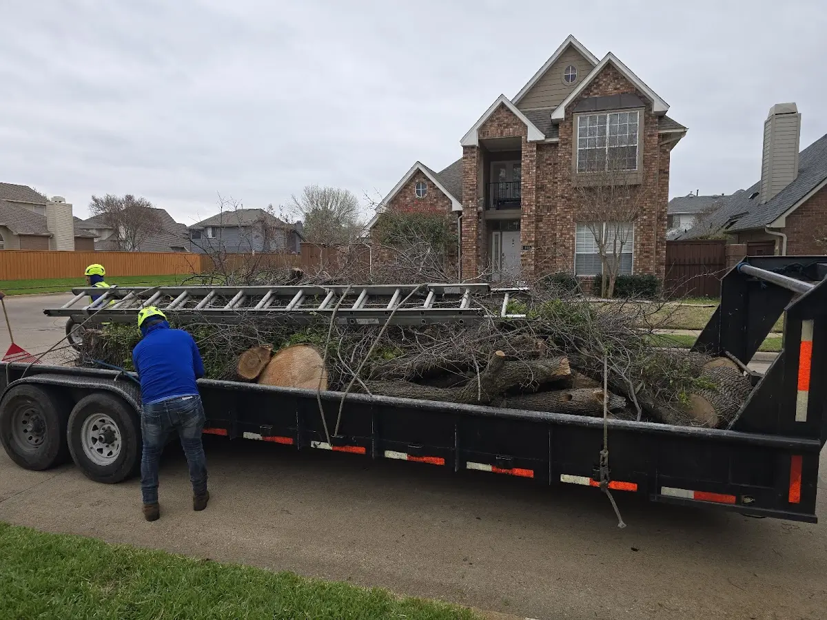 Expert Tree Removal with proper safety equipment in Wood